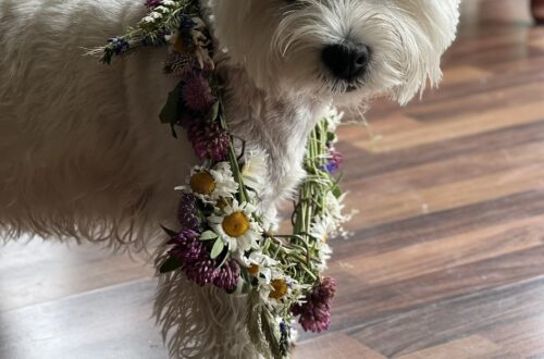 Minu teadvus lõi mulle Ella. Pildil valge westie koer, kellel on kaelas laulupeo lillepärg.