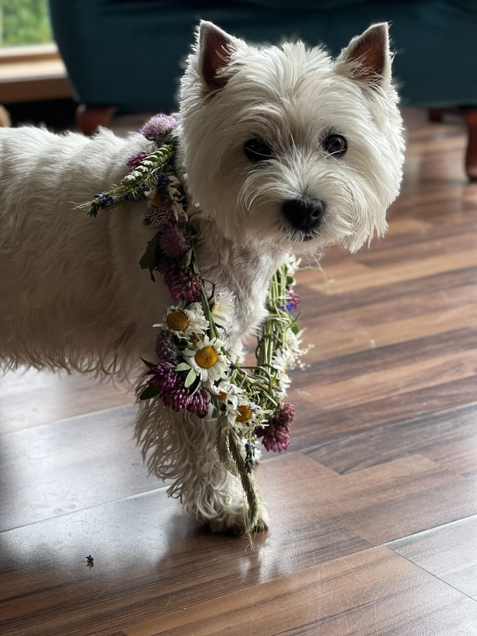 Minu teadvus lõi mulle Ella. Pildil valge westie koer, kellel on kaelas laulupeo lillepärg.